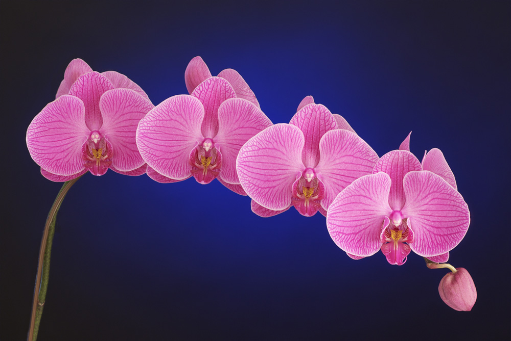 COGNISYS.png COGNISYS.png