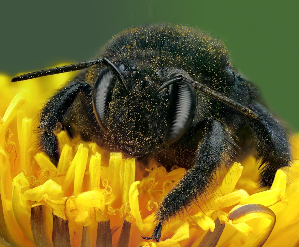 Focus Stacking (2).png Focus Stacking (2).png